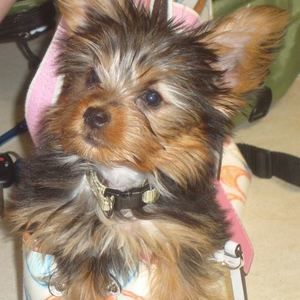 Meet your Posher, Brettany